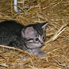 Blanding af racer Silke