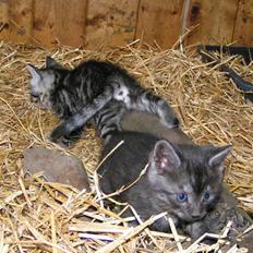 Blanding af racer Silke