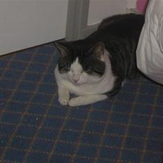 Huskat mister mtalthe <33