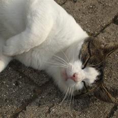 Huskat mister mtalthe <33