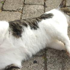 Huskat mister mtalthe <33