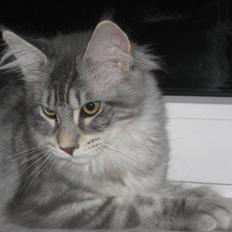 Maine Coon Marilyn monroe
