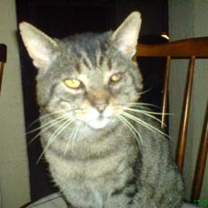 Huskat verner kongen R.I.P.