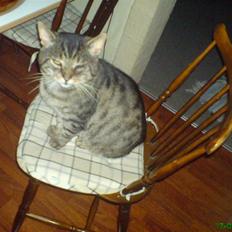 Huskat verner kongen R.I.P.