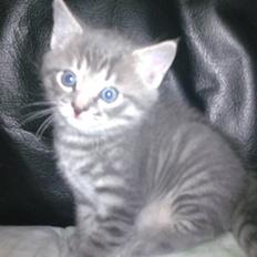 Blanding af racer Manse