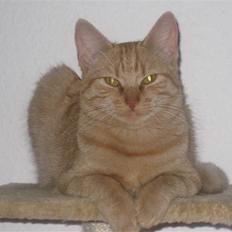 Huskat Rosa (himmelkat)