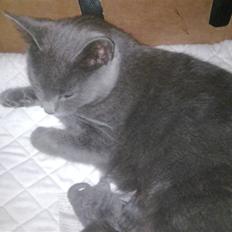 Blanding af racer Manse