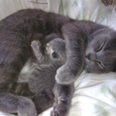 Blanding af racer Manse