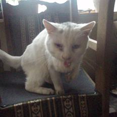 Blanding af racer Sebastian