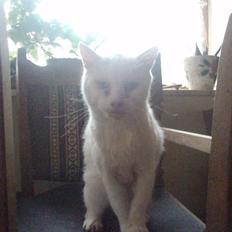 Blanding af racer Sebastian