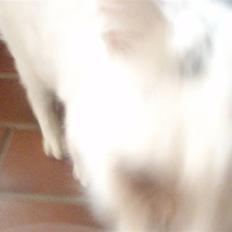 Blanding af racer Sebastian