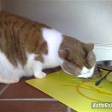 Huskat Carla død :(