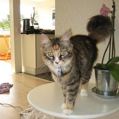 Blanding af racer Mini