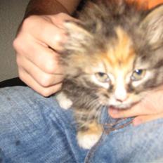 Blanding af racer Mini