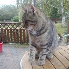 Blanding af racer Speider