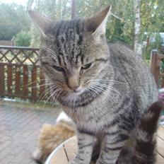 Blanding af racer Speider