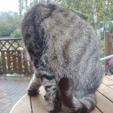 Blanding af racer Speider