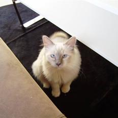 Hellig Birma Gallardo