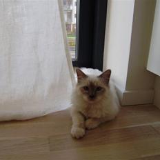 Hellig Birma Gallardo