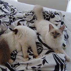 Hellig Birma Gallardo