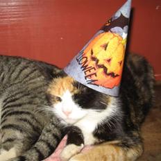 Huskat Olga *DØD* :'(