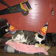 Huskat Olga *DØD* :'(