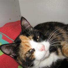 Huskat Olga *DØD* :'(