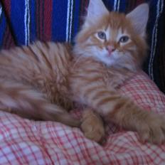 Maine Coon Johny ?