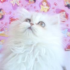 Perser Princess Chloe