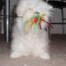 Perser Princess Chloe