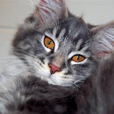 Maine Coon Jasmin
