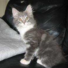 Maine Coon Jasmin