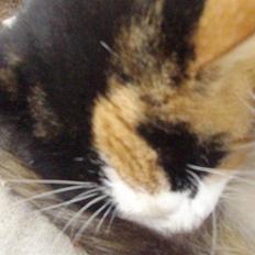 Blanding af racer Pussycat