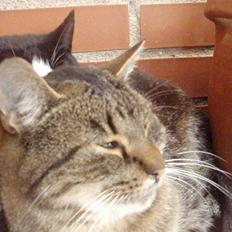 Blanding af racer Lilo