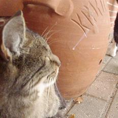 Blanding af racer Lilo