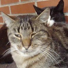 Blanding af racer Lilo