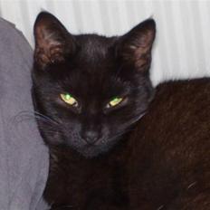 Blanding af racer Signe