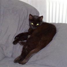 Blanding af racer Signe