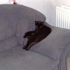 Blanding af racer Signe