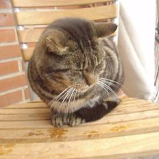 Blanding af racer Missemor