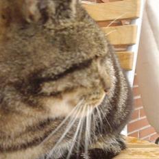 Blanding af racer Missemor