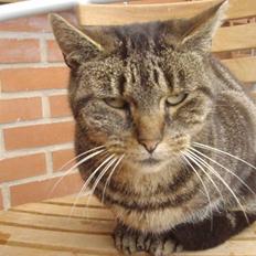 Blanding af racer Missemor