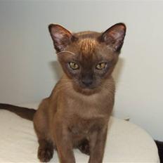 Burmeser Catell's Arnold Schwarzen