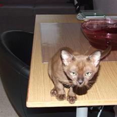 Burmeser Catell's Arnold Schwarzen