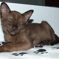 Burmeser Catell's Arnold Schwarzen