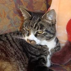 Huskat Jerry *RIP* <3 