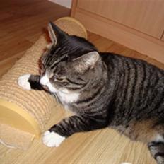 Huskat Jerry *RIP* <3 