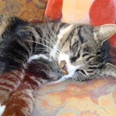 Huskat Jerry *RIP* <3 