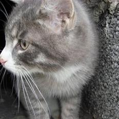 Blanding af racer Findus † R.I.P. †