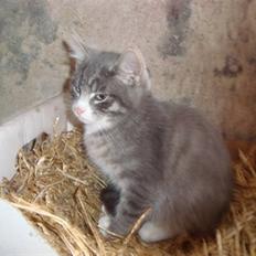 Blanding af racer Findus † R.I.P. †